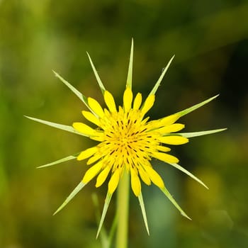 Yellow star-shaped flower