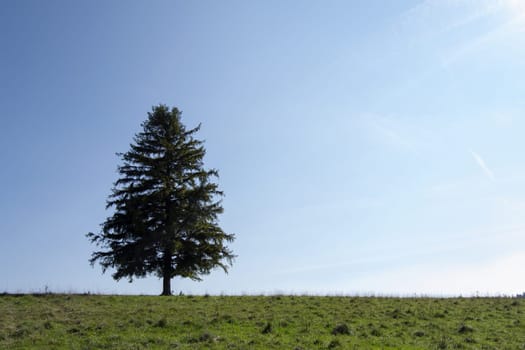 Lone tree with green field on hill