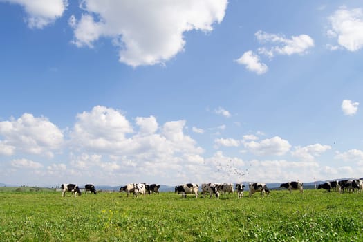 Cattle grazing on green field on hill
