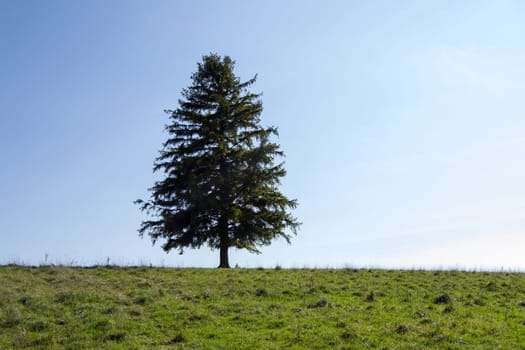 Lone tree with green field on hill