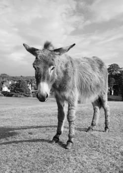 New Forest donkey stands unafraid of visitors in Lyndhurst, Hampshire - monochrome processing