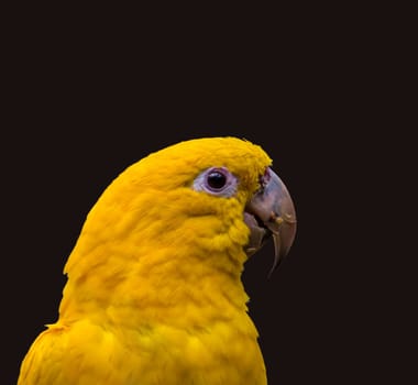 Golden Parak