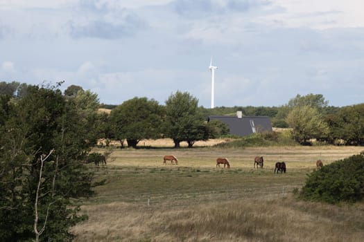 Wild horses graze on a pasture in the south of Langeland near Bagenkop