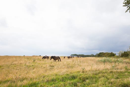 A group of wild horses on a pasture near Bagenkop,Langeland