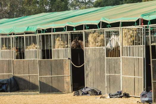 Horse Jumping Nationals Championship  scenes and close-up action of riders men woman at Shongweni Hillcrest outside Durban South Africa  10th Aug 2014