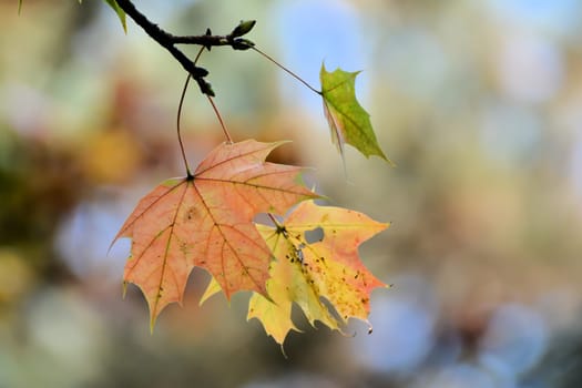 Autumn