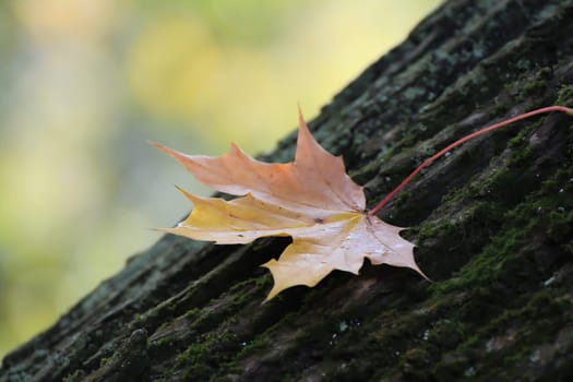 autumn