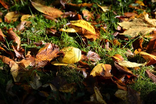 (Fall foliage) or (fall leaves) or (autumn leaves)