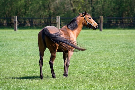horse