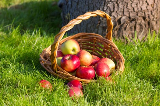 fresh apples in a basket