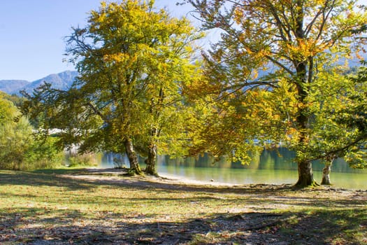 Old trees by the Bohinj lake, Slovenia