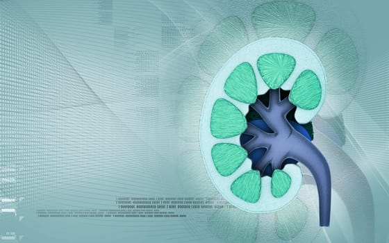 Digital illustration of kidney in colour background