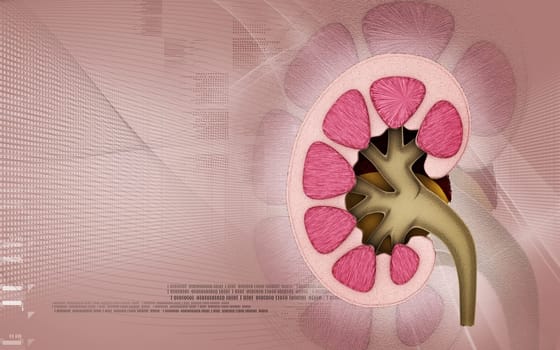 Digital illustration of kidney in colour background