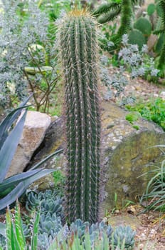 Cactus also called column cactus. The cactus is a very species-rich plant.