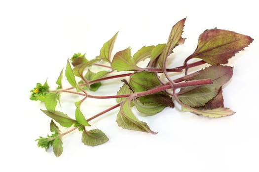 some stems Xi Xian Cao against a white background