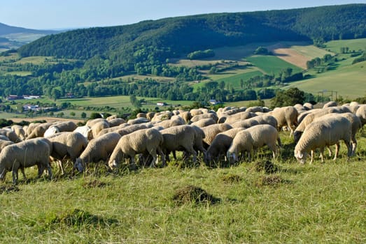 Sheep flocks in the Rhön