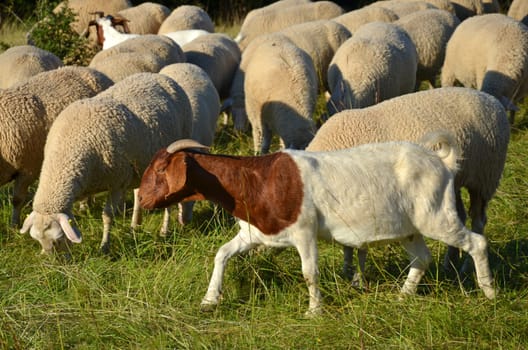 Sheep flocks in the Rhön