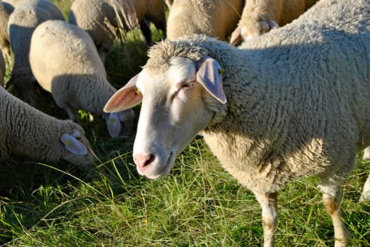 Sheep flocks in the Rhön