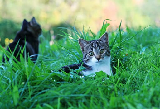 Mother and daughter in the grass