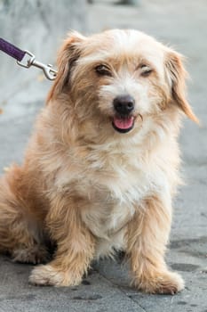Very beautiful Leashed Dog with pink tongue