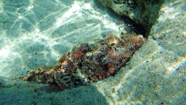 Scorpionfish