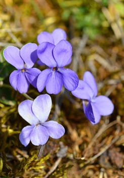 Violets