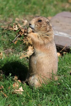 Prairie dog