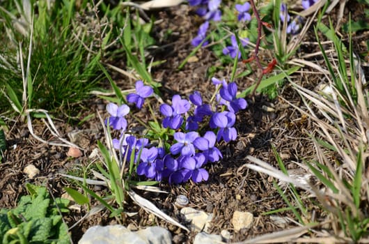 Violets