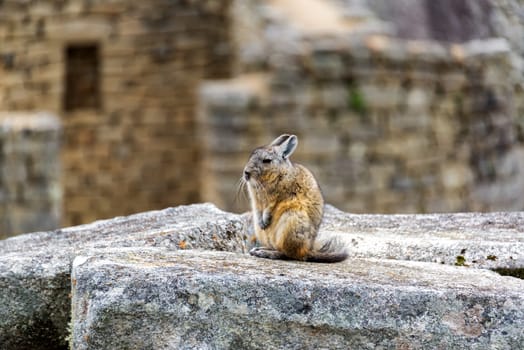Viscacha, a rodent related to the chinchilla sitting on ruins at the ancient Incan city of Machu Picchu, Peru