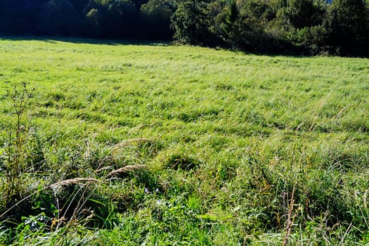 Forest with field of grass and plants