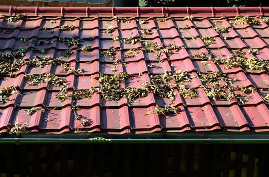 New roof on village house with leaves
