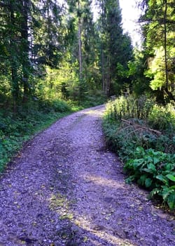 Forest road with sun rays