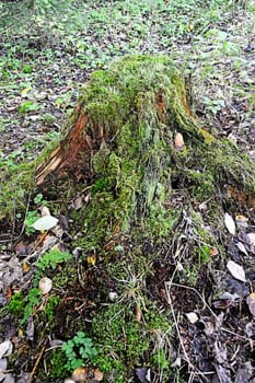 Forest with old rotten tree stump