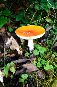 Close up of a mushroom
