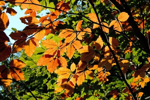 Forest in Autumn with sun rays