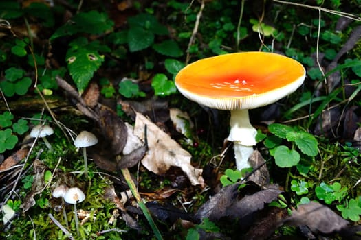 Close up of a mushroom