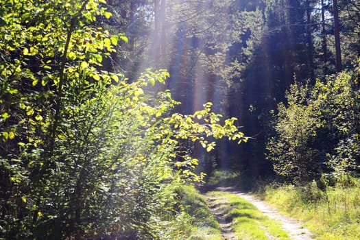Forest road with sun rays