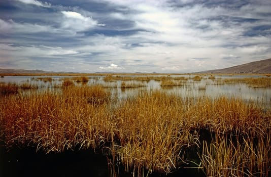 Totora Reeds on Lake Titicaca, Peru