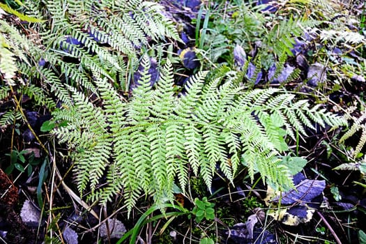Forest with leaves, grass and fern