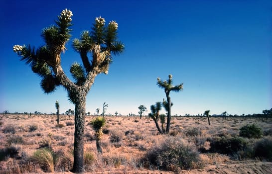 Joshua Tree National Park in California
