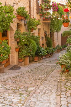 Street decorated with plants and flowers in the historic Italian city. (Spello, Umbria, Italy.) Vertically.