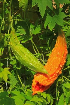 Bitter melon also bitter cucumber,balsam pear (Momordica charantia),ripe fruit in the wild