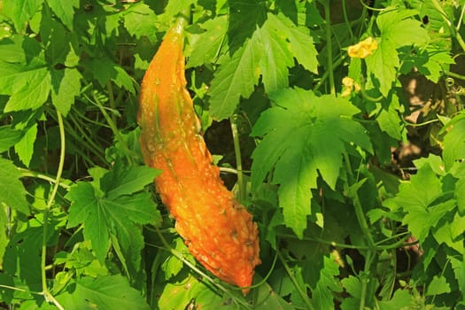 Bitter melon also bitter cucumber,balsam pear (Momordica charantia),ripe fruit in the wild