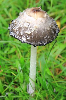 Schopftintling (Coprinus comatus) in a meadow