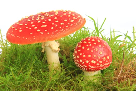 Fly mushrooms (Amanita muscaria) in moss,exposed against a white background