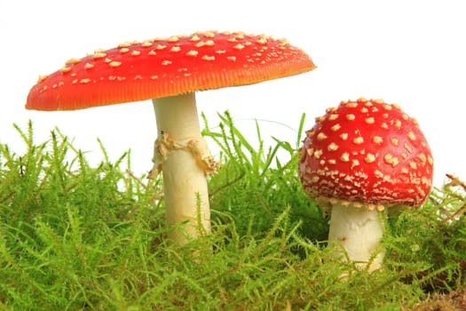 Fly mushrooms (Amanita muscaria) in moss,exposed against a white background