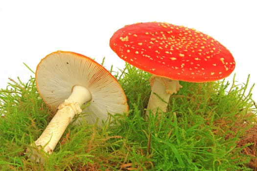 Fly mushrooms (Amanita muscaria) in moss,exposed against a white background