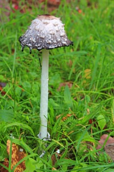Schopftintling (Coprinus comatus) in a meadow