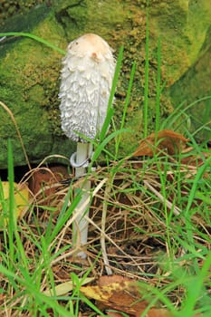 Schopftintling (Coprinus comatus) in a meadow