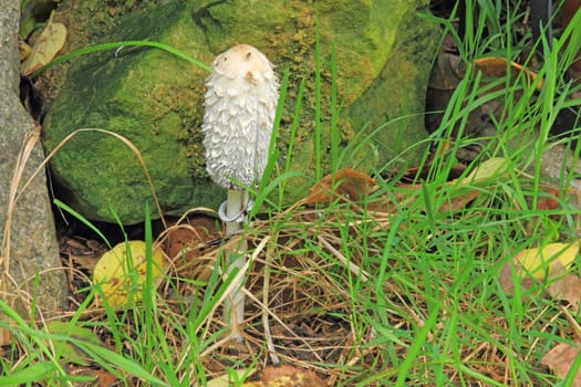 Schopftintling (Coprinus comatus) in a meadow